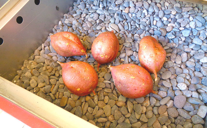 【冬季限定】 安納芋を使用した甘～い焼き芋の販売開始！